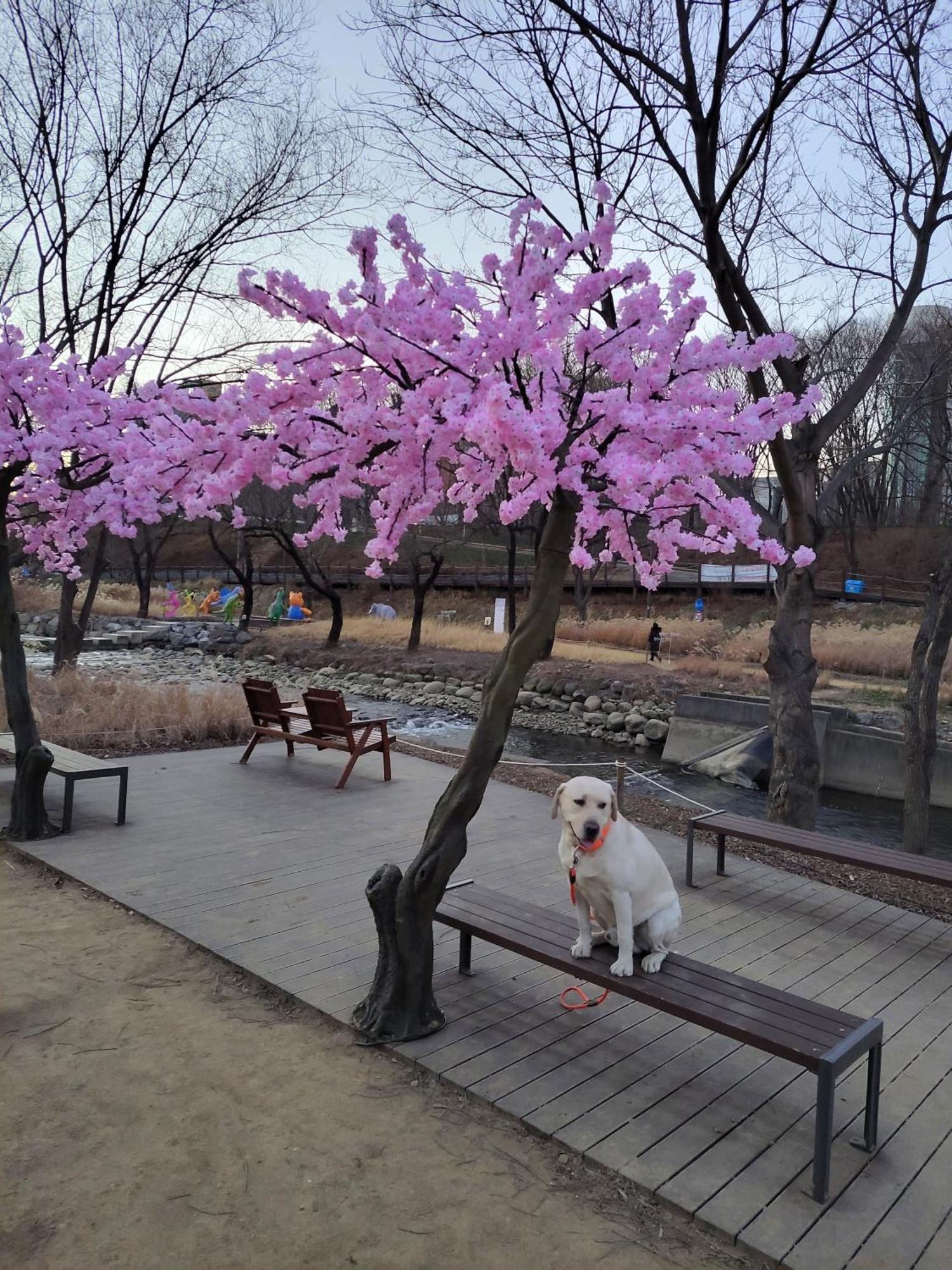 On The Main Street Of Hbc #4 Villa Seoul Bagian luar foto